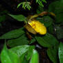 Yellow ladyslipper