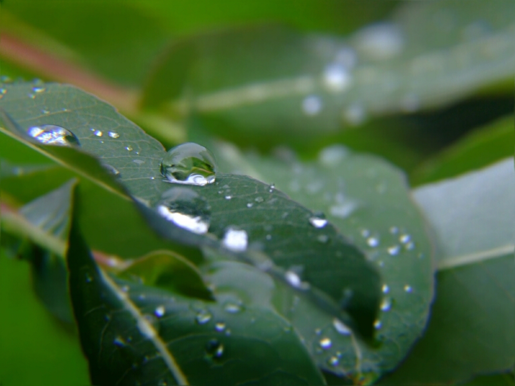 Rain drops...again