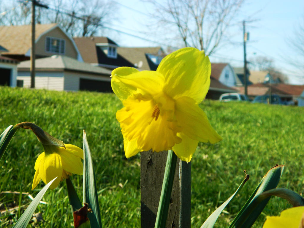 yellow but pretty