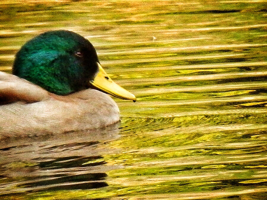 Duck in Motion 2