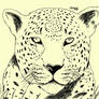 Leopardo