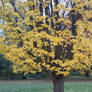 ginko Tree