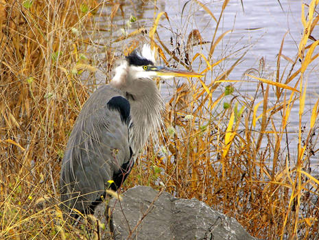 Montezuma Heron 2