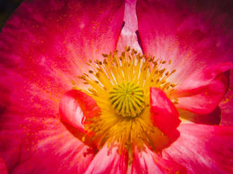 Pink Poppy