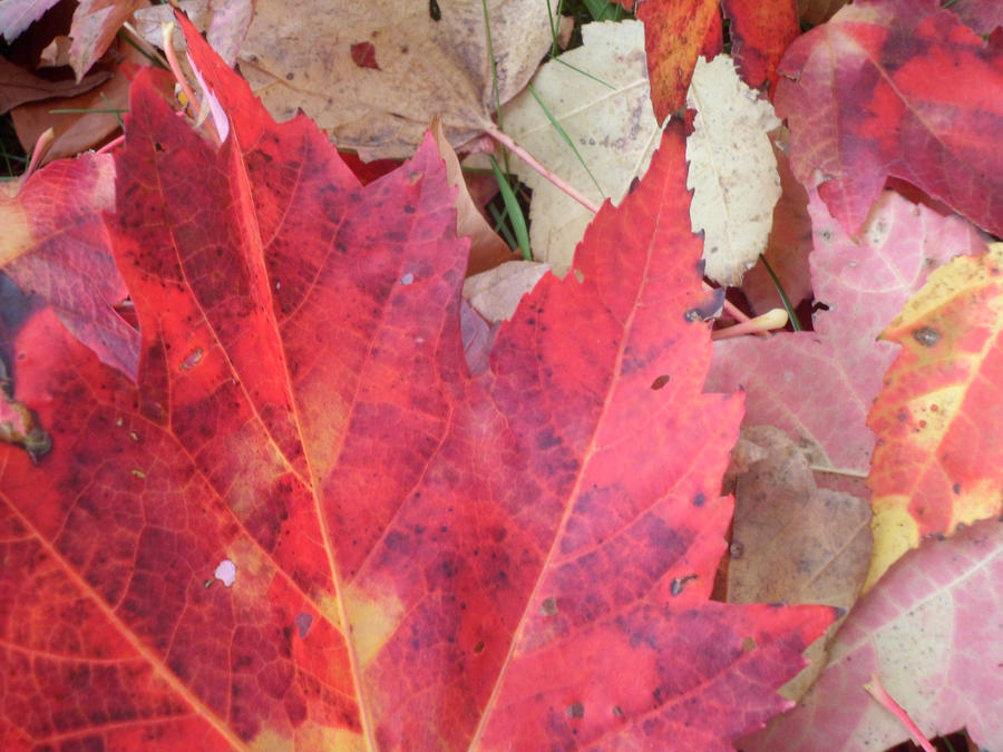 Fall leaves