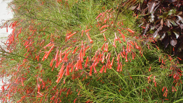 red bells 2