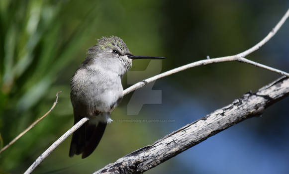 Beautiful Hummingbird