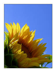 sunflower 2