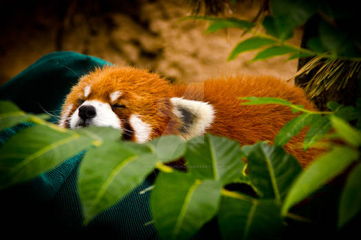 red panda