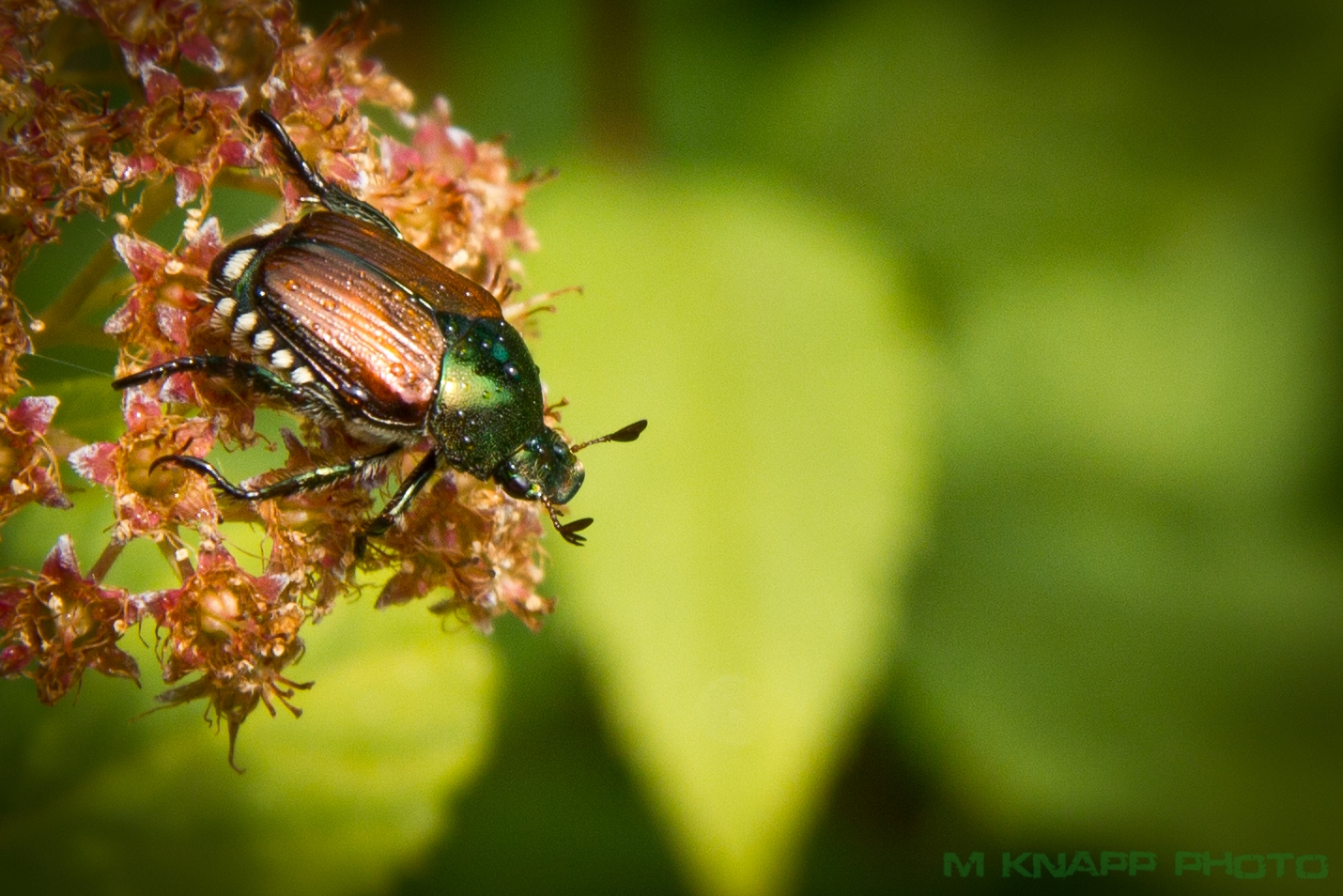 Japanese beetle