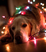 dog of christmas spirit