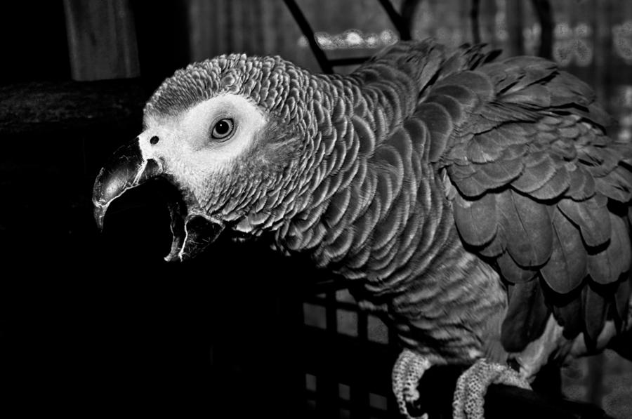 Parrot Raging Angry Parrot by Rudiology on DeviantArt