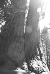 The Giant Sequoia