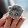 I love kittens 03