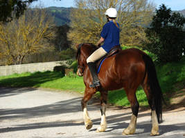 Horse and Rider Stock 1