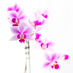 Orchidea