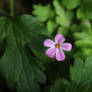 Little Pink Flower
