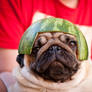 Pug in melon helmet 01