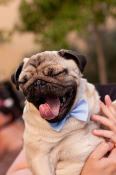 Pug yawn