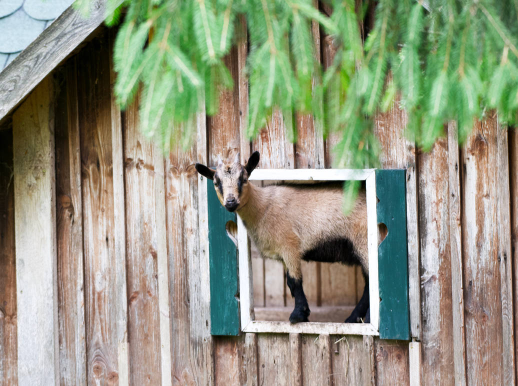 Window Goat Goat at Window by SevenConceptions on DeviantArt