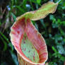 carnivorous plant I
