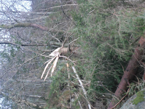 fallen tree 3 o,o