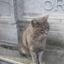 Grey cat I