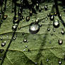 Drops On Leaf