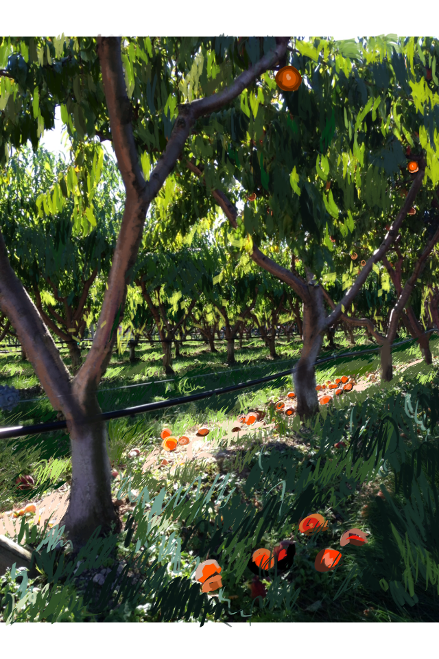 Apricot Orchard