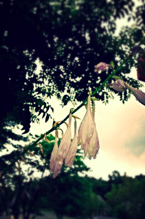 Raining Flowers