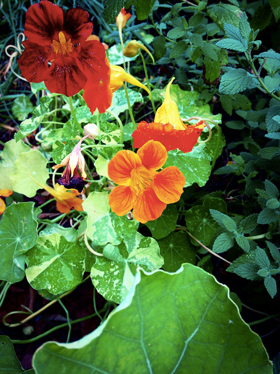 Capucine Flower by Utaleasha on DeviantArt