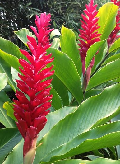 Unknown red flower