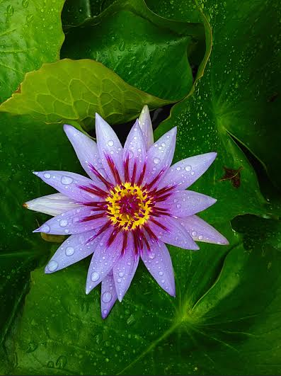 exotic violet water lily