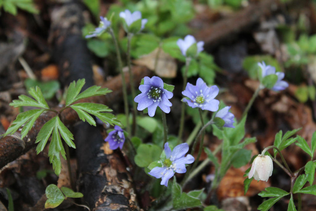 Purple flowers