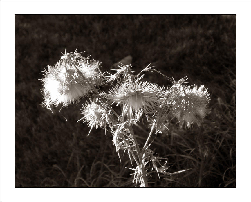 Decapitation by ignomy on DeviantArt