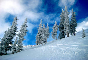 Blue Frost Trees