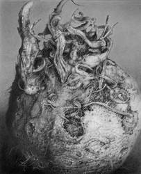 Pencil study of Celeriac