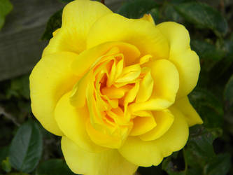yellow rose.