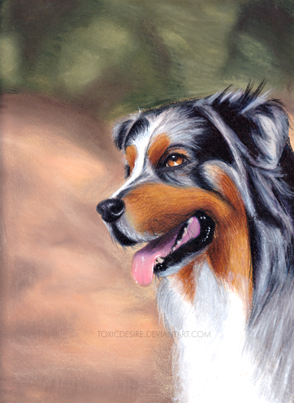 Australian Shepherd