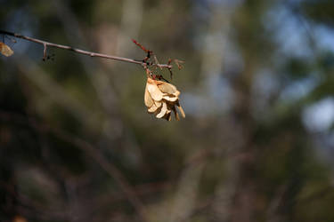 In the Wind