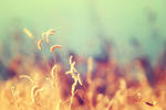 Everything is Extraordinary by solefield