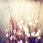 Glimmerings by solefield