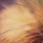 Visible by solefield