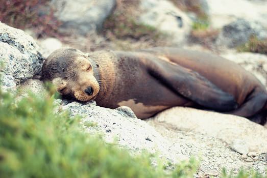 Peaceful Baby Sea Lion