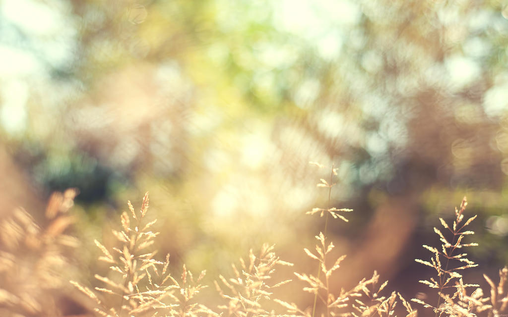 Autumn Wallpaper by solefield