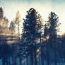 Light is All