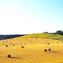 Field hay