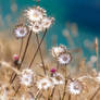 Flowers on a cliff