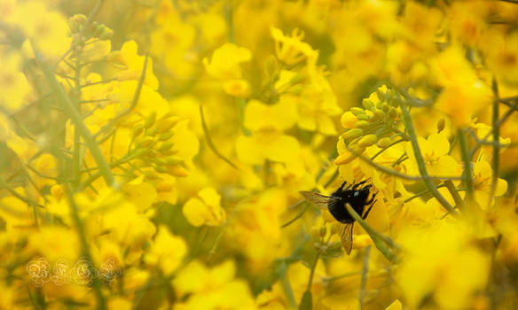 Bee in a Rapeseed Field