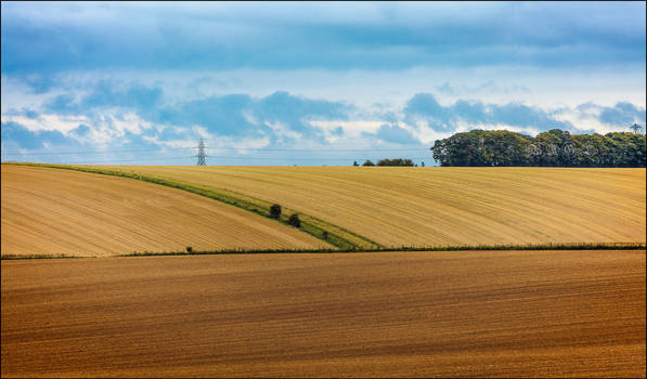 Salisbury Fields